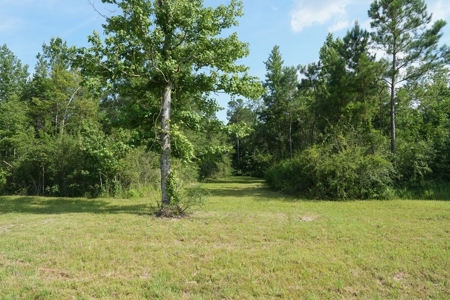 10 Acres Pastureland for Sale Walthall County MS - image 9