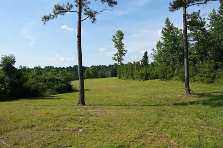 10 Acres Pastureland for Sale Walthall County MS - image 4