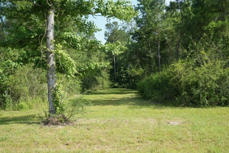 10 Acres Pastureland for Sale Walthall County MS - image 8