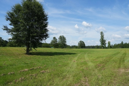 10 Acres Pastureland for Sale Walthall County MS - image 3