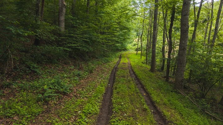Buildable Land for Sale in Willis VA