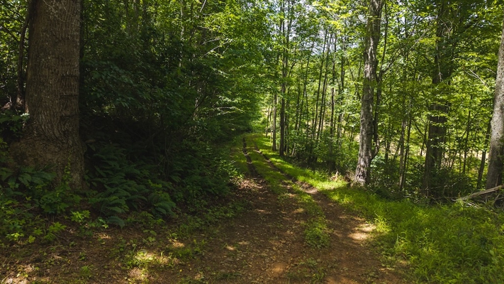 Buildable Land for Sale in Willis VA