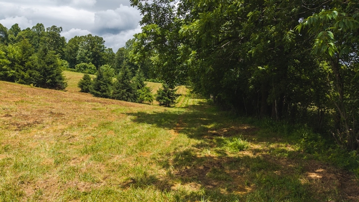 Buildable Land for Sale in Willis VA
