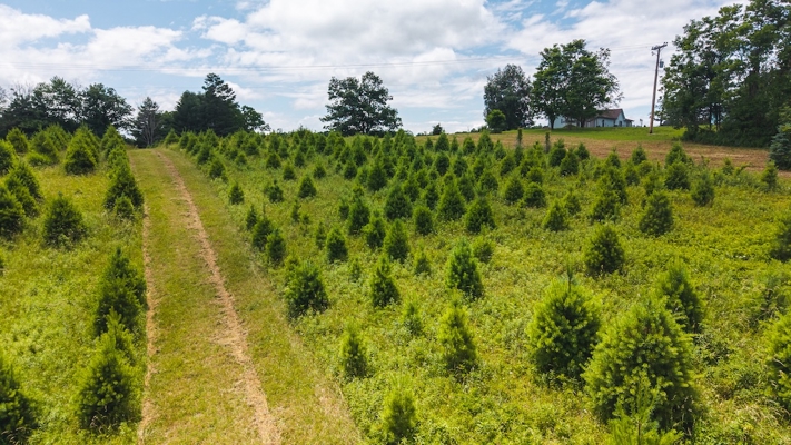 Buildable Lot for Sale in Willis VA