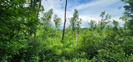 60.07 Acres Ridgetop Land (Mostly Tillable W/ 14 Acres of Woods) - image 6