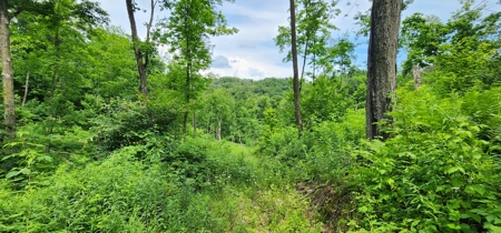 60.07 Acres Ridgetop Land (Mostly Tillable W/ 14 Acres of Woods) - image 10