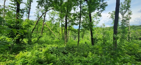 60.07 Acres Ridgetop Land (Mostly Tillable W/ 14 Acres of Woods) - image 7