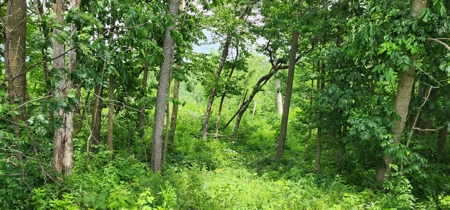 60.07 Acres Ridgetop Land (Mostly Tillable W/ 14 Acres of Woods) - image 5
