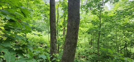 60.07 Acres Ridgetop Land (Mostly Tillable W/ 14 Acres of Woods) - image 8