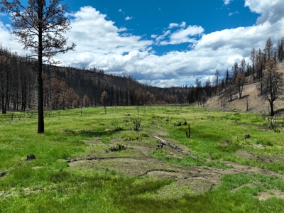 Eastern Oregon Recreational Yellowjacket Creek Property - image 9