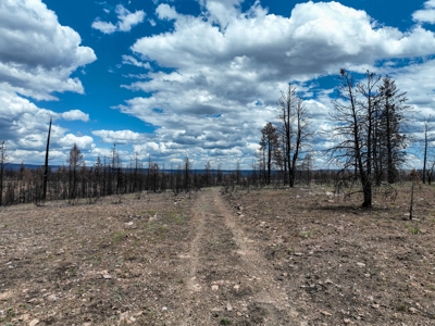 Eastern Oregon Recreational Yellowjacket Creek Property - image 32
