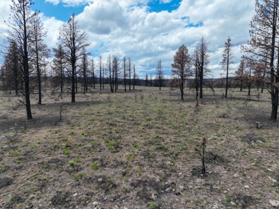 Eastern Oregon Recreational Yellowjacket Creek Property - image 24