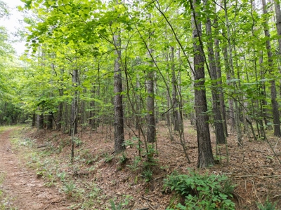 105 Acres of Prime Nelson County Land - Investment & Recreation - image 28