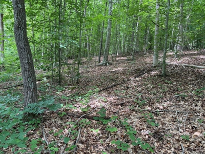 105 Acres of Prime Nelson County Land - Investment & Recreation - image 38