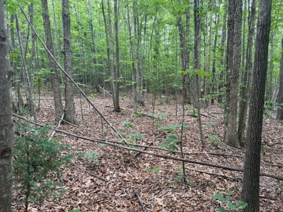 105 Acres of Prime Nelson County Land - Investment & Recreation - image 36