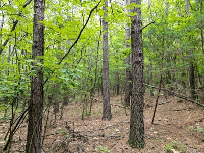 105 Acres of Prime Nelson County Land - Investment & Recreation - image 29