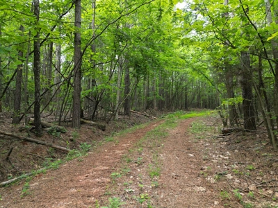 105 Acres of Prime Nelson County Land - Investment & Recreation - image 26