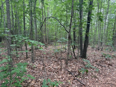 105 Acres of Prime Nelson County Land - Investment & Recreation - image 35