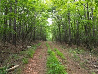 105 Acres of Prime Nelson County Land - Investment & Recreation - image 30
