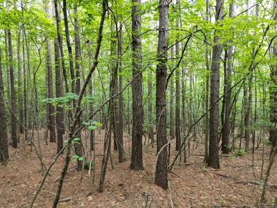 105 Acres of Prime Nelson County Land - Investment & Recreation - image 14