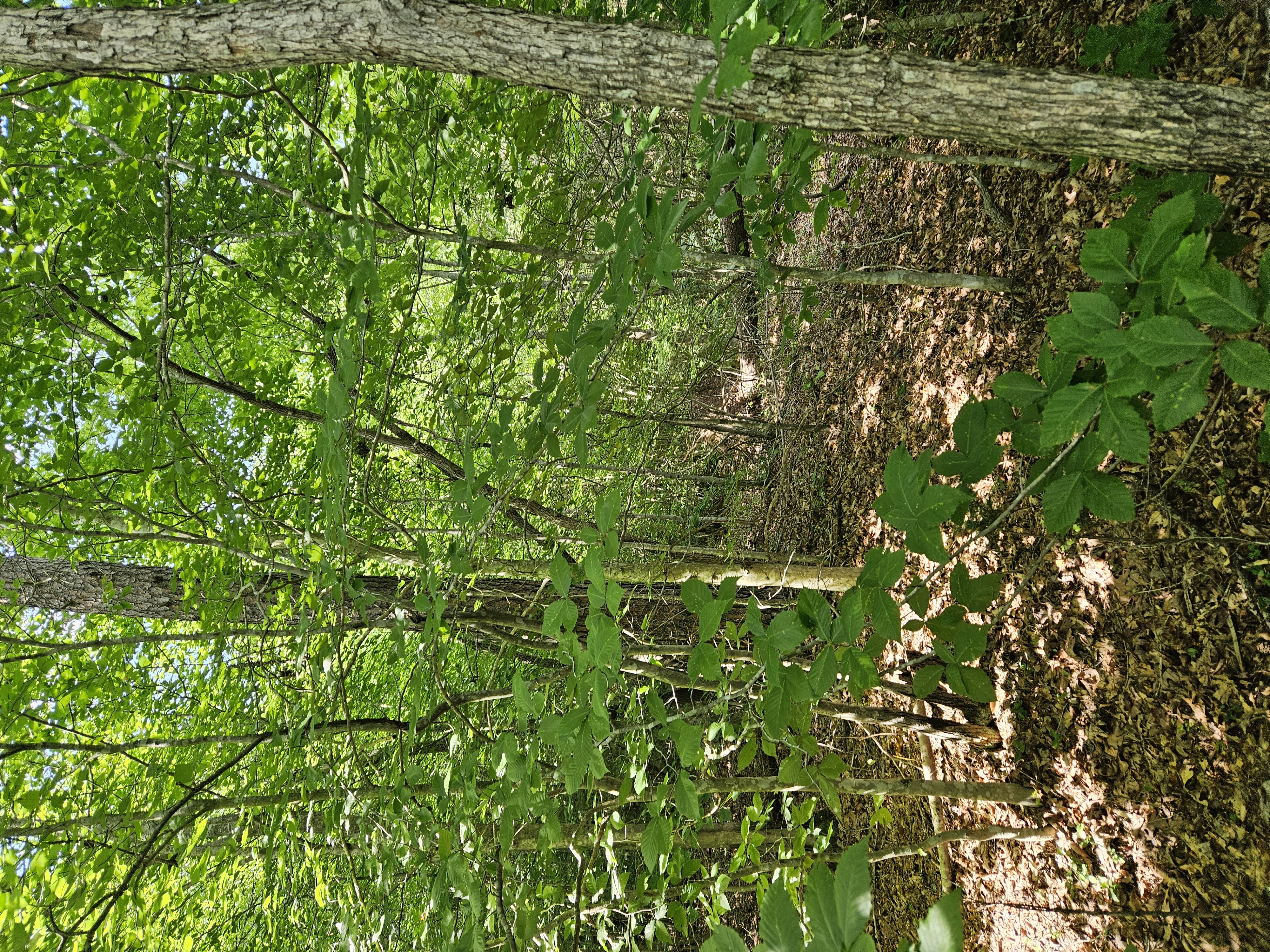 Wooded land for sale in Ky