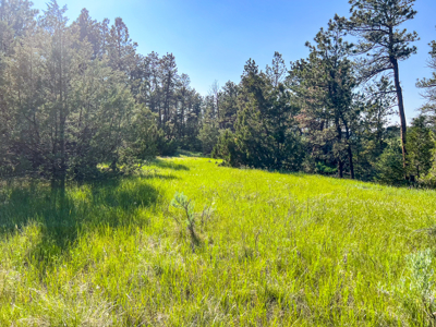 80 Acres | Bull Mountains | Elk Camp, Livestock, and Seclusion - image 3