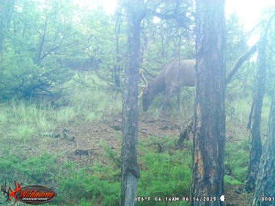 80 Acres | Bull Mountains | Elk Camp, Livestock, and Seclusion - image 2
