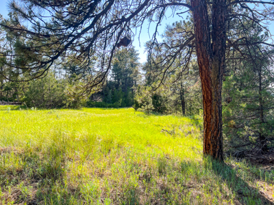 80 Acres | Bull Mountains | Elk Camp, Livestock, and Seclusion - image 19