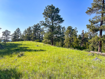 80 Acres | Bull Mountains | Elk Camp, Livestock, and Seclusion - image 21