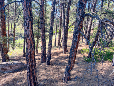 80 Acres | Bull Mountains | Elk Camp, Livestock, and Seclusion - image 18