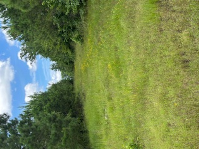 East Texas Land for Sale Featuring the Beauty of Rolling Hills - image 3