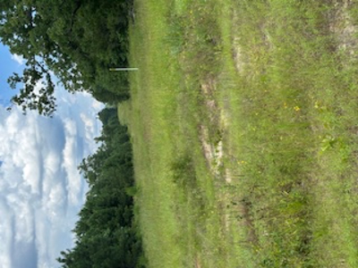 East Texas Land for Sale Featuring the Beauty of Rolling Hills - image 4