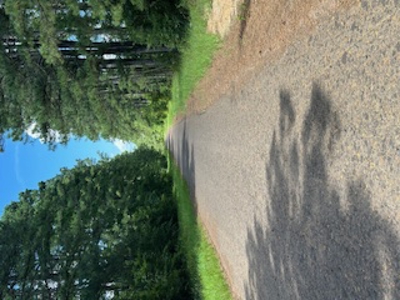 Ideal Building Site on 8yr Old Loblolly Pine Plantation - image 2