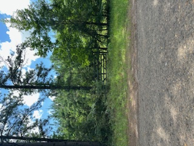 Ideal Building Site on 8yr Old Loblolly Pine Plantation - image 1