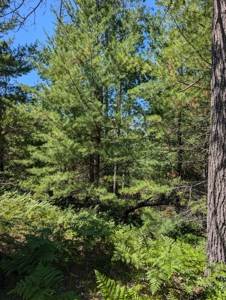Cabin on 4 Lots in Canada Creek Ranch Atlanta MI - image 38