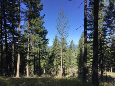 Northern Idaho Land for Sale without Restrictions - image 8