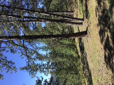Northern Idaho Land for Sale without Restrictions - image 6