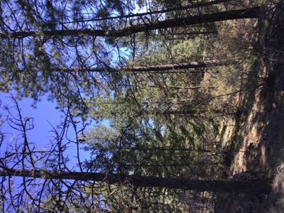 Northern Idaho Land for Sale without Restrictions - image 3