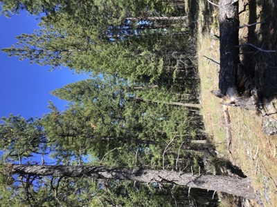 Northern Idaho Land for Sale without Restrictions - image 13