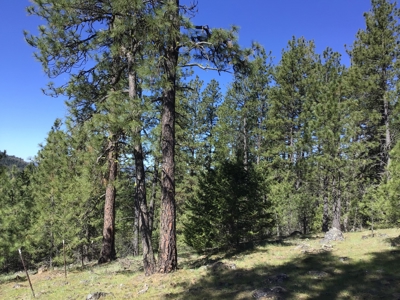 Northern Idaho Land for Sale without Restrictions - image 15