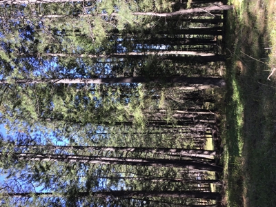 Northern Idaho Land for Sale without Restrictions - image 12