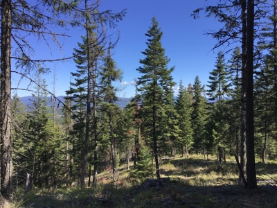Northern Idaho Land for Sale without Restrictions - image 4