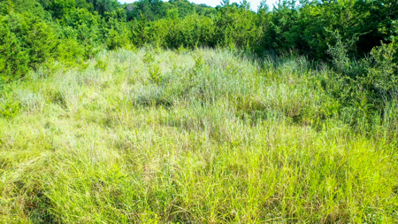 45 Acres of Recreational & Hunting Land For Sale Paris TX, NE TX - image 21