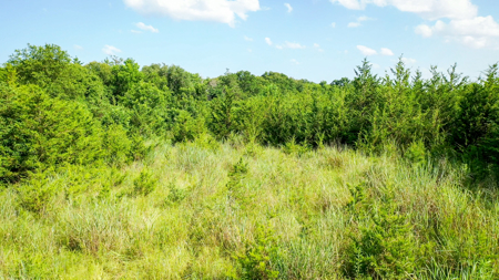 45 Acres of Recreational & Hunting Land For Sale Paris TX, NE TX - image 4