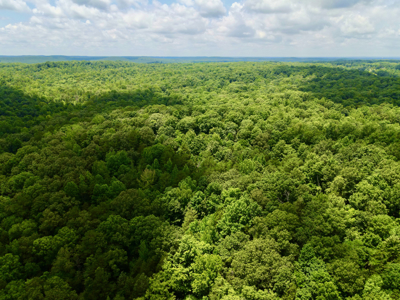 Vacant Wooded Land For Sale In Tn With Creek No Restrictions - image 3