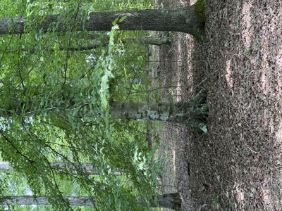 Vacant Wooded Land For Sale In Tn With Creek No Restrictions - image 11