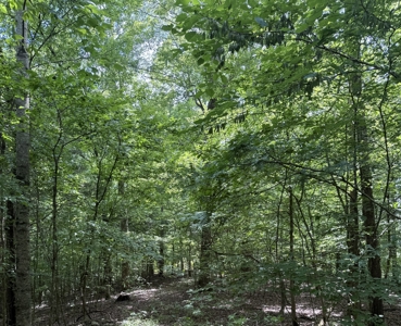 Vacant Wooded Land For Sale In Tn With Creek No Restrictions - image 18