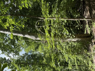 Vacant Wooded Land For Sale In Tn With Creek No Restrictions - image 10