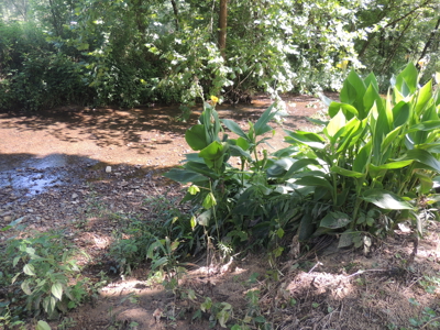 Vacant Wooded Land For Sale In Tn With Creek No Restrictions - image 9