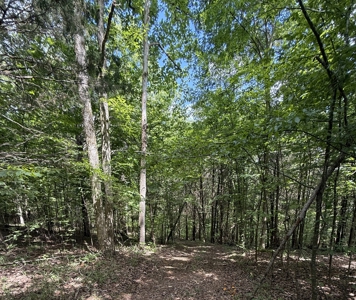 Vacant Wooded Land For Sale In Tn With Creek No Restrictions - image 19